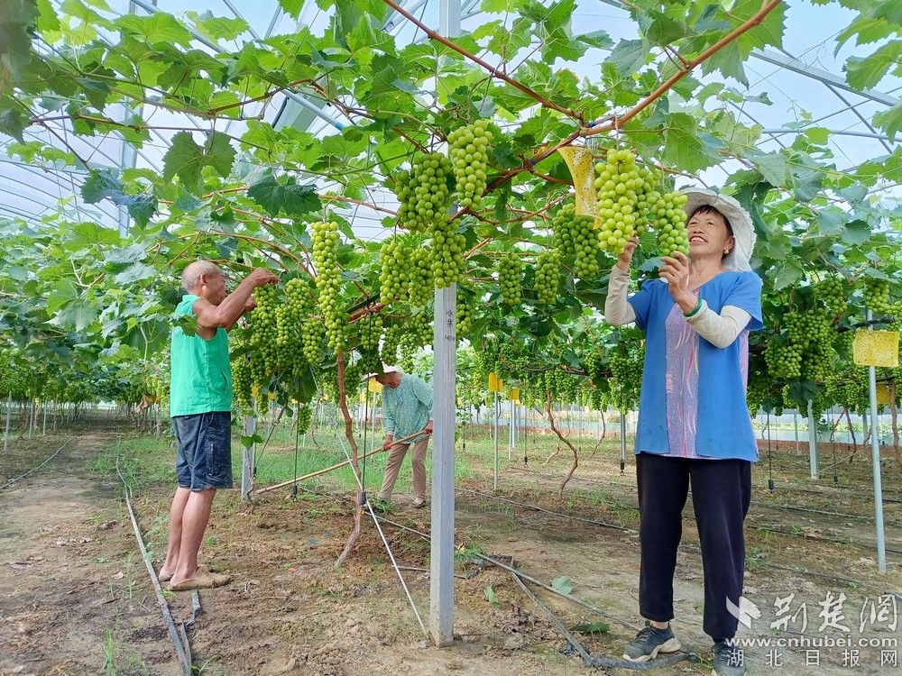 西王村陽(yáng)光玫瑰葡萄園。通訊員 程愛(ài)華 攝.jpg.jpg