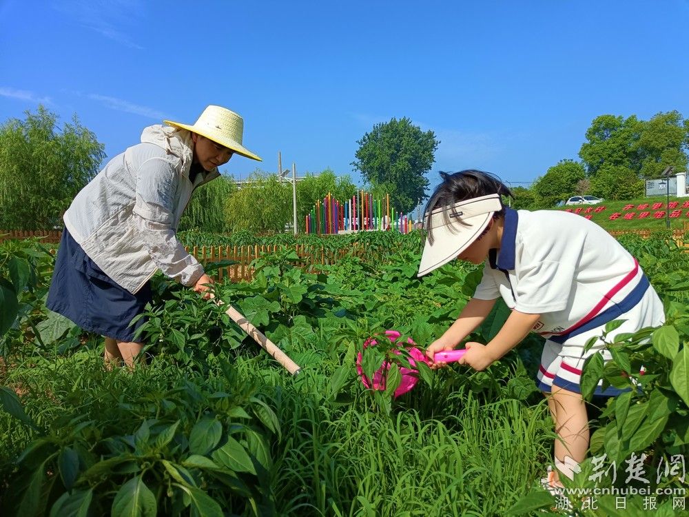 市民帶孩子在共享菜園里鋤草、澆水。通訊員 程愛(ài)華 攝.jpg.jpg